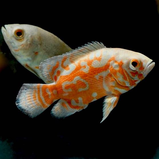 Astronotus ocellatus Pauwoog albino 5-6